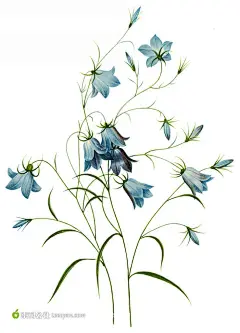 大师手绘精美花朵素材