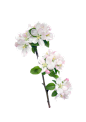 花  png