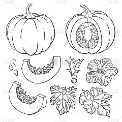 南瓜,叶子,矢量,分离着色,植物学,可爱的,收获节,传统,蔬菜,十月