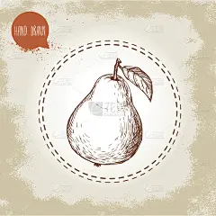 手绘梨。复古素描风格的有机水果插画