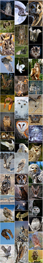 猫头鹰高清摄影图集 美术设计素材 动物写真临摹参考 绘画资料-淘宝网