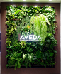 AVEDA Shop green wall