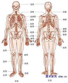 llxy采集到人体结构