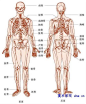 人体骨骼结构与名称2