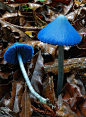 Sky Blue mushrooms (Entoloma hochstetteri) ~ © Michael Wallace