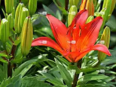 百合 花卉背景 花园里的花 美丽的花朵 花壁纸 花 自然 夏花