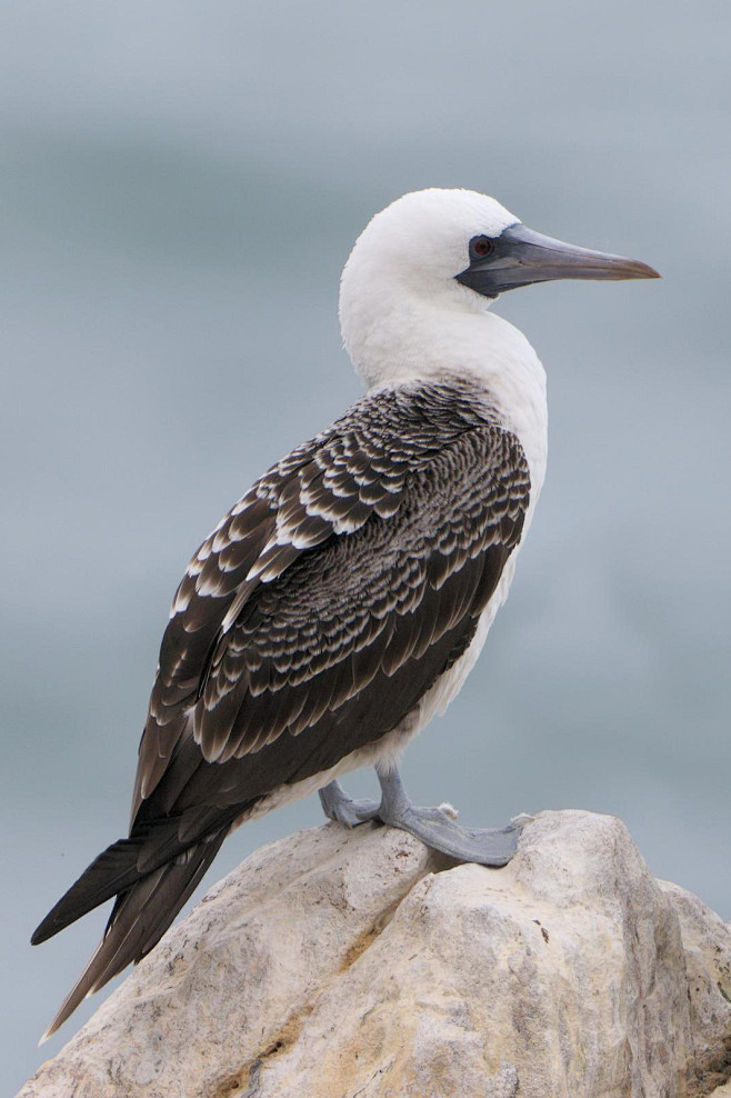 鲣鸟目鲣鸟科鲣鸟属秘鲁鲣鸟