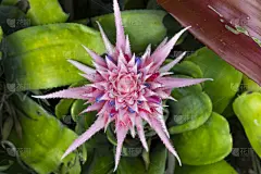 紫色,粉色,荆棘,菜园,奇异的,美,水平画幅,无人,园艺,夏天