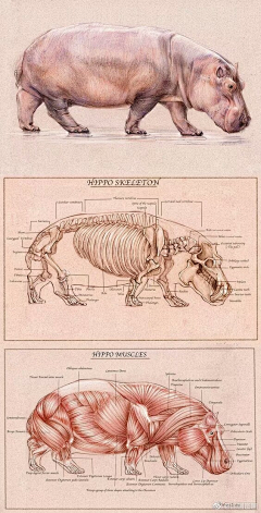 琥珀画皮采集到动物骨骼