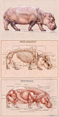 动物骨骼结构。
