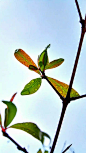 元文*Lewis [http://543031824.qzone.qq.com]