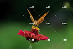 大自然 昆虫 蝴蝶 花 花壁纸 菊花 美丽的 花卉背景 植物