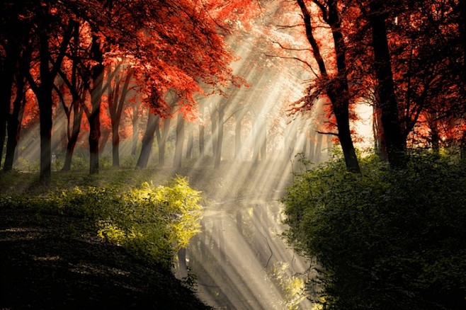 当太阳的光芒透过颜色鲜艳的树叶之间，森林...
