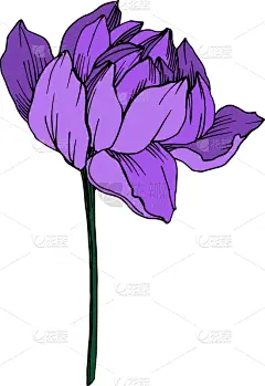 莲花,植物学,黑色,仅一朵花,荷花,壁纸,植物群,春天,花