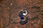 Strange eyeball(47581)