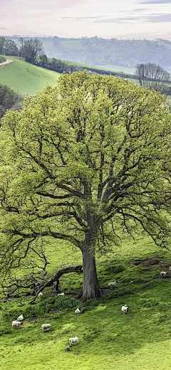 原图壁纸：让人轻松的的风景美如画-今日头条