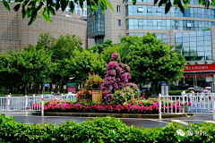 临江临江采集到绿雕