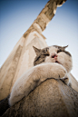 [Turkey-EPHESUS的猫] 艾菲索斯（Ephesus）是土耳其最有观光价值的古城，也是目前世上保存的最好也最大的希腊罗马古迹城。阿尔特米斯神殿名列古世界7大奇景，这座城是埃及艳后拜访安东尼让古罗马人惊艳的地方，也曾富裕到在公元前400年就有街灯！Turkey-EPHESUS的猫中文名称： 艾菲索斯土耳其名字：Ephesus土耳其名字：Efes建造年代：公元前1000年建造者：爱奥尼亚人（Ionians）面积：1.6326万平方米地理位置：土耳其伊兹米尔市东南40公里......