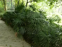 Rhapis humilis 矮棕竹