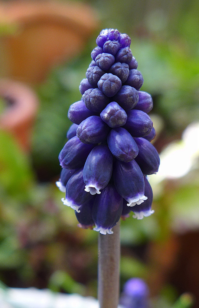 疏忽串铃花（muscari neglec...