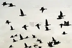 冬天，一群大雁在自然公园的天空中列队飞翔