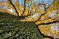 General 2048x1365 trees leaves fall plants worm's eye view