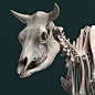 Ruminant Anatomy for 3D Artists - Cow