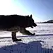 冬天在雪中奔跑的狗(德国牧羊犬)。慢动作。阳光明媚的天气