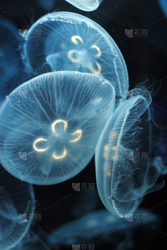 水母,垂直画幅,无人,海洋生命,海洋,摄...
