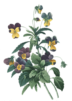 柒r采集到花png
