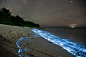 马尔代夫的 Vaadhoo 岛。像星星倒影般的蓝色光点是海洋中能发出生物光的浮游生物，例如某一种类的腰鞭毛虫，其细胞壁能够发出电信号，产生像萤火虫一样的光。随着潮涨潮落，形成了这样的美妙景象
