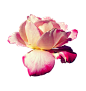 Flower 003 - Clear Cut PNG : Hi I'm Seelenwerk This gallery is intended to be a little collection of freeware The rules are simple: Anybody can use them, free of charge, for an unlimited time, here on deviantart If you see, li @飞天胖虎