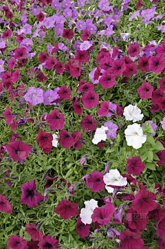 红色、白色和淡紫色的牵牛花