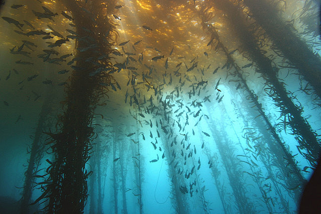 kelpforest