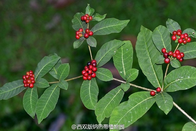 萝芙木根和叶具有催吐下泻作用.果汁可作墨水和黑色染料的原料.