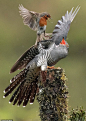 【这是一只暴力啾！超凶！】
据每日邮报报道，摄影师 Alan McFadyen 在苏格兰拍摄到一组极具戏剧性的画面：一只欧亚鸲（European Robin）为了保护自己刚刚产完蛋的巢穴不被大杜鹃（Common Cuckoo）寄生，与大杜鹃大打出手，虽然体型相差悬殊，但似乎丝毫不落下风！ ​​​​