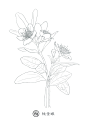 #手绘素材# 植物花卉线稿来自飞乐鸟出... 来自飞乐鸟 - 微博