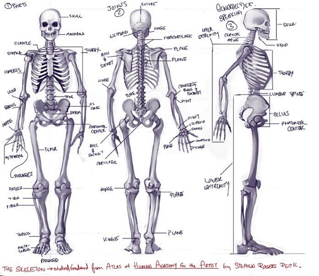人体骨骼的搜索结果_百度图片搜索