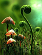 Toadstools and ferns: 