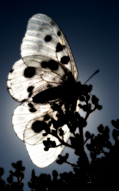 Lynn采集到Butterfly 蝴蝶