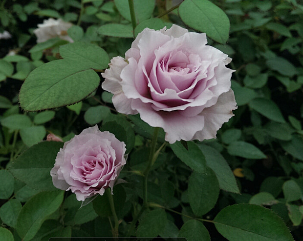 现货虞城园艺日本新品月季蜻蜓リベルラ淡紫波浪边一淘网