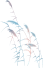 植物蓝色冬季插画唯美粉色中国风彩色芦苇手绘插画图片