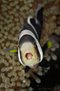 TONGUE-EATING LOUSE parasitizing Striped AnemonefishCymothoa exigua in Amphiprion clarkii© Ross Gudgeon
Look in the fish&#8217;s mouth - see that little face? That&#8217;s a parasite. It has eaten the fish&#8217;s actual tongue and moved into 