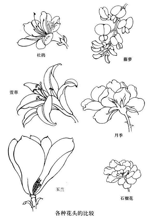 工笔白描花卉