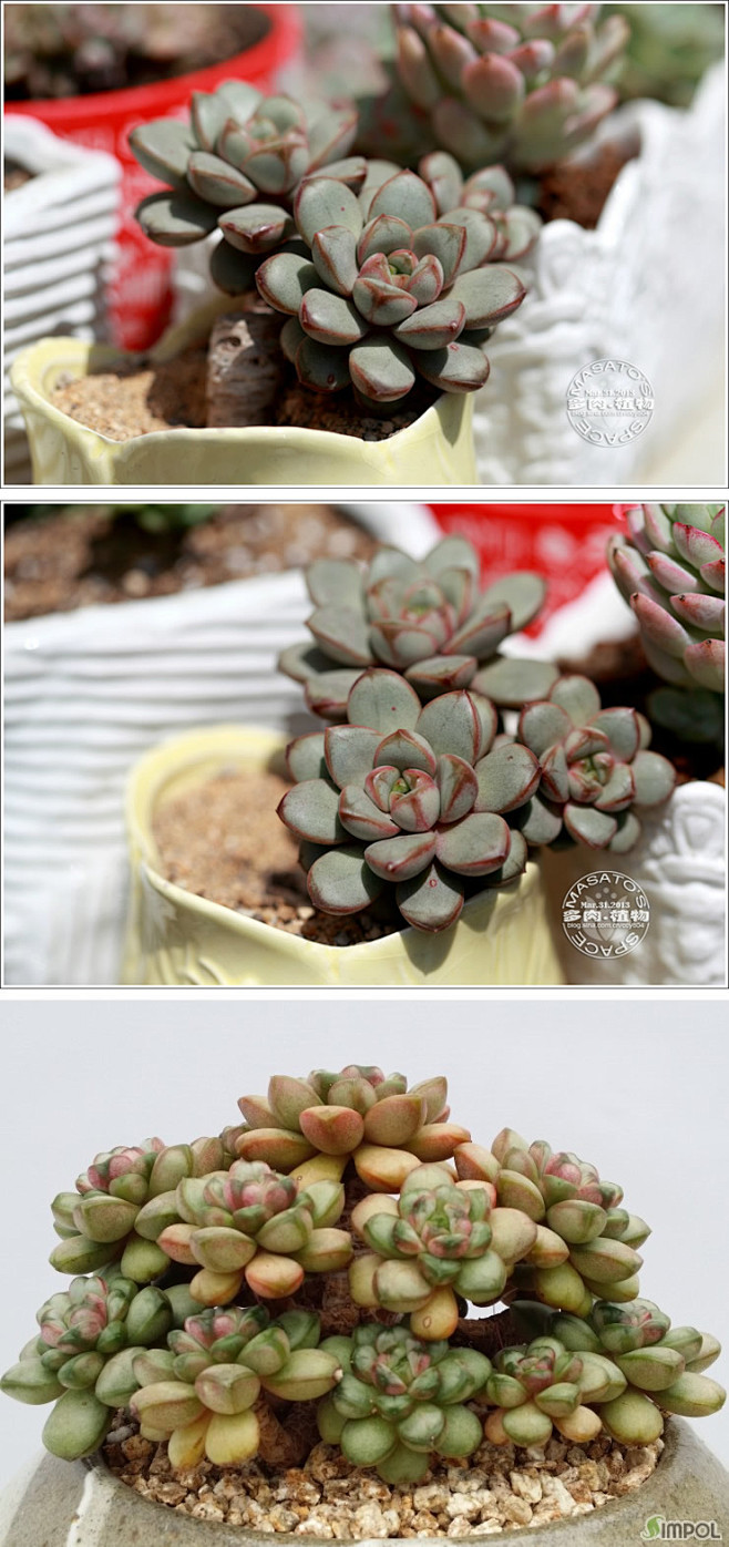 葡萄Graptoveria ametho...