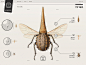 Insect Definer on Behance http://designart.zcool.com.cn/