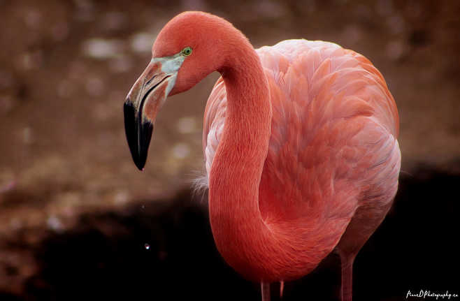 the Pink Flamingo