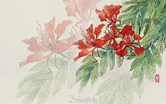 #身边的艺术##花酿幸福#钢笔淡彩  分享一组@纤花酿 老师的日绘练习，这次是凤凰木和昙花的线稿以及完成作品，欢迎大家临摹哦！！图7.8是做的手机屏保尺寸，欢迎自取！！@微博美学 @微博艺术 #中华匠魂# ​​​​
