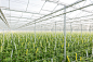 Greenhouse