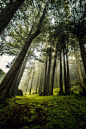 Misty Woods, Big Sur, California
photo via lacee